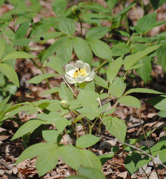 a0001354_20431328.gif