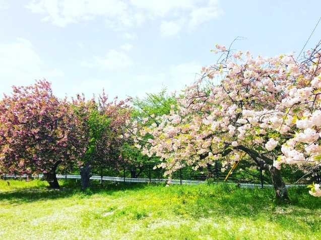 c0195362_20451351.jpeg