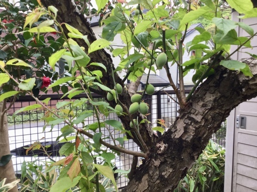 a0053063_11141251.jpeg