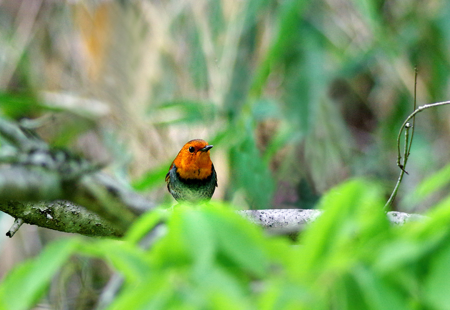 鳴くよ 鳴くよ 日本の三鳴鳥コマドリ ぶらり自然散歩 鳴くよ 鳴くよ 日本の三鳴鳥コマドリ ぶらり自然散歩