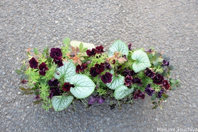 風が強いと困る この植物をお買い2 風が強いと困る この植物をお買い2