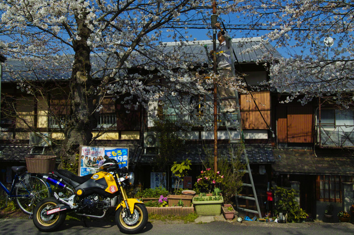  京都　桜2018上賀茂_f0021869_23153071.jpg