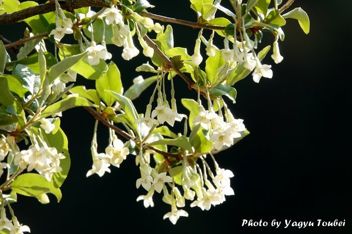 日本 ビックリグミの花とクマバチ とことん写真