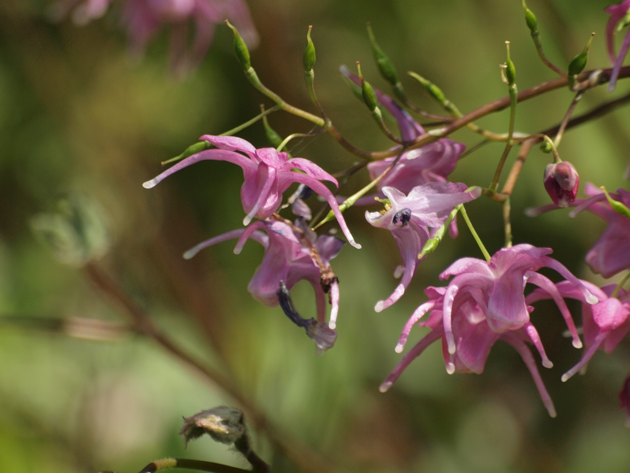 『碇草(イカリソウ)や羅生門葛(ラショウモンカズラ)や翁草(オキナグサ)等の花達･････』_d0054276_20114182.jpg