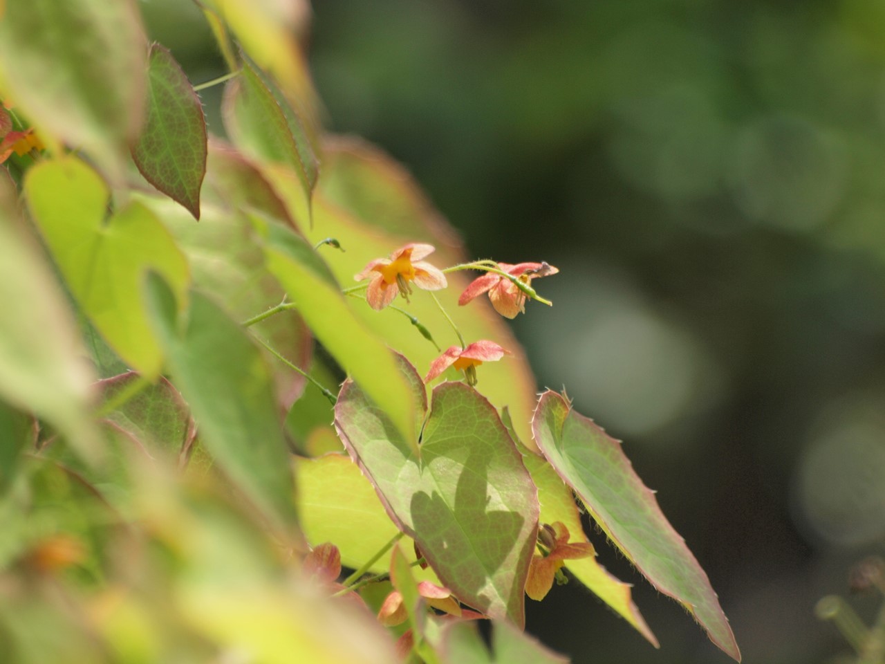 『碇草(イカリソウ)や羅生門葛(ラショウモンカズラ)や翁草(オキナグサ)等の花達･････』_d0054276_2012885.jpg