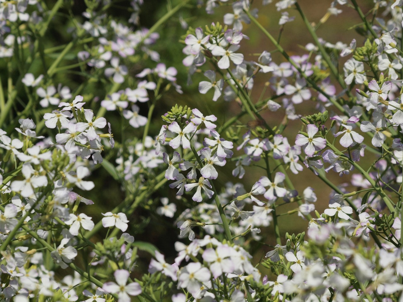 『碇草(イカリソウ)や羅生門葛(ラショウモンカズラ)や翁草(オキナグサ)等の花達･････』_d0054276_20141165.jpg