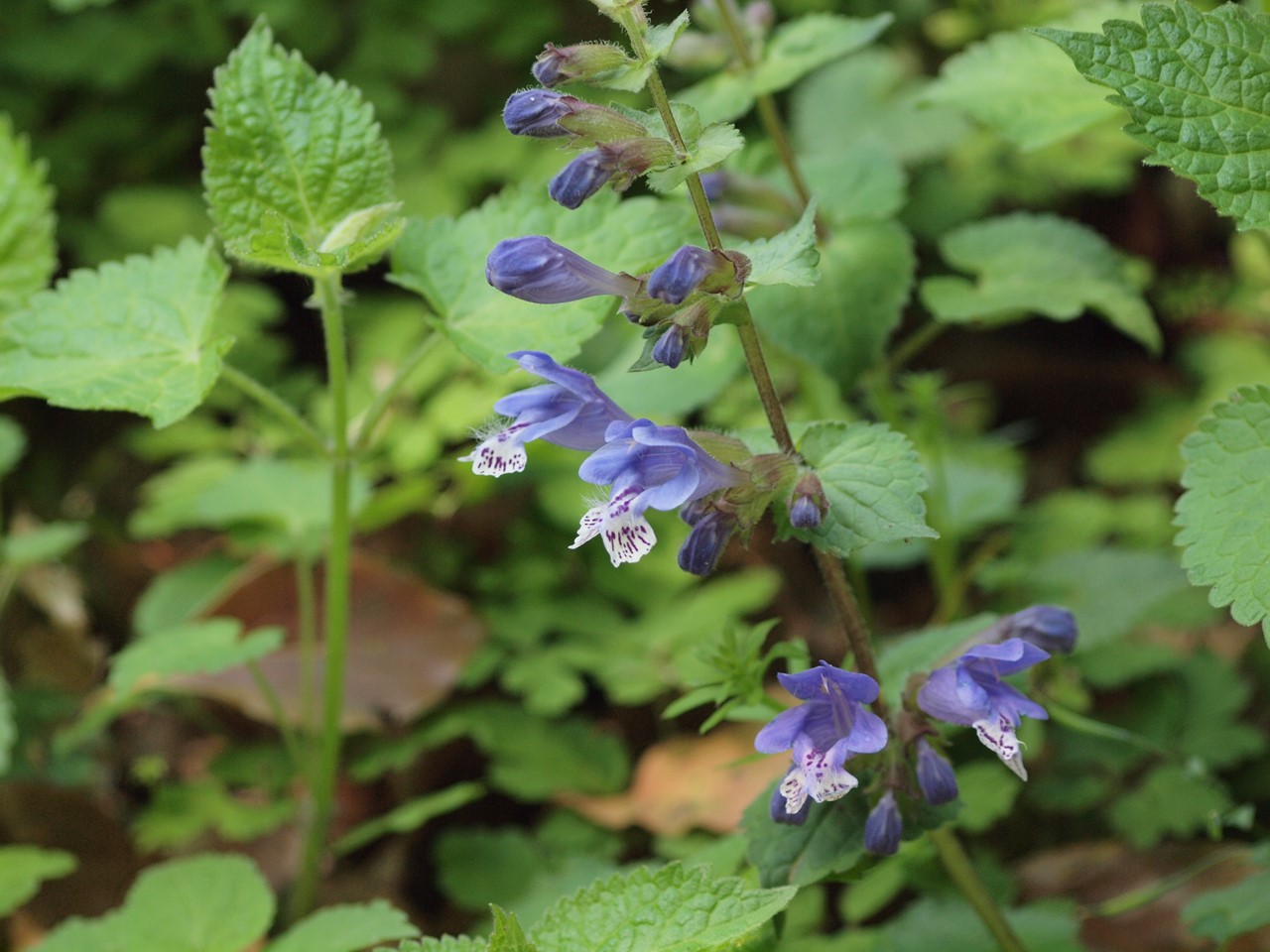 『碇草(イカリソウ)や羅生門葛(ラショウモンカズラ)や翁草(オキナグサ)等の花達･････』_d0054276_20151826.jpg