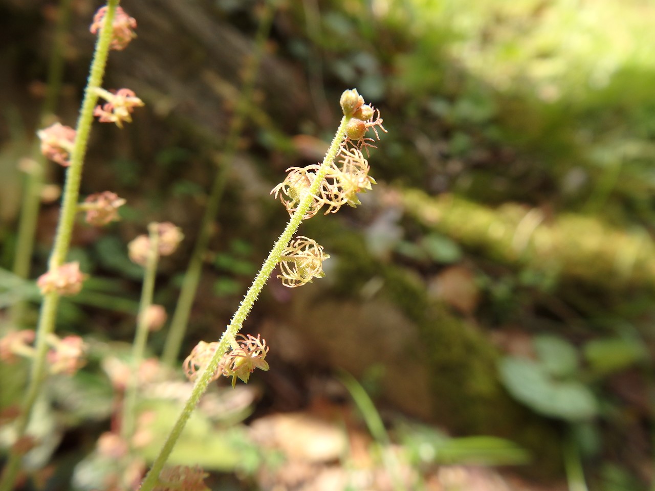 『碇草(イカリソウ)や羅生門葛(ラショウモンカズラ)や翁草(オキナグサ)等の花達･････』_d0054276_2016177.jpg