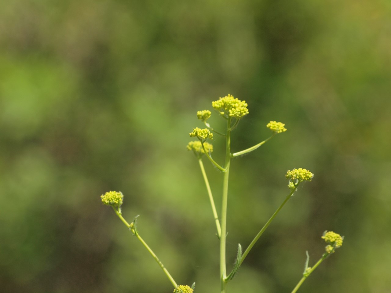 『碇草(イカリソウ)や羅生門葛(ラショウモンカズラ)や翁草(オキナグサ)等の花達･････』_d0054276_20184080.jpg