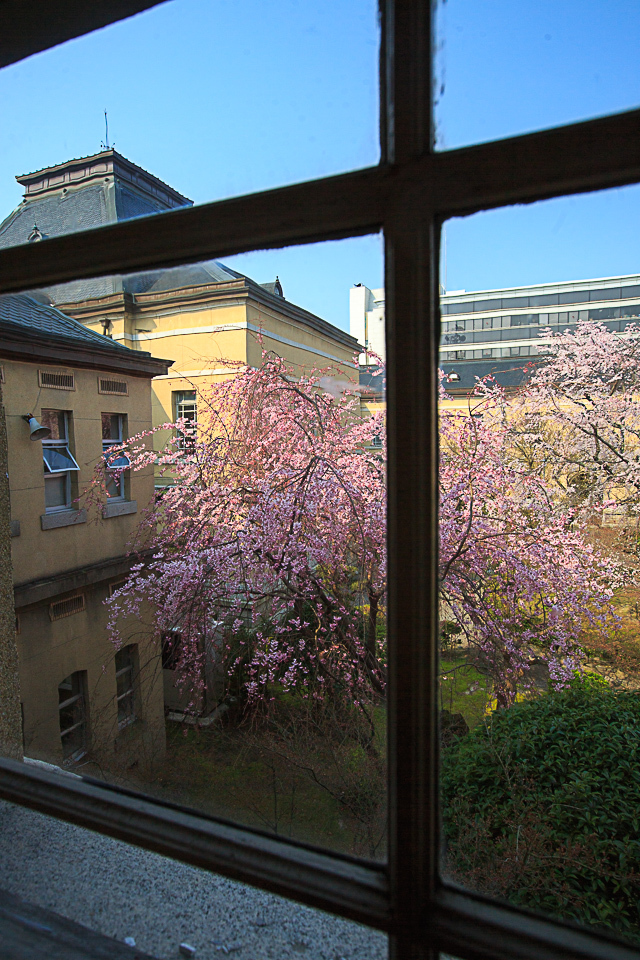 桜　2018！　　～京都府庁旧本館～_b0128581_21244806.jpg