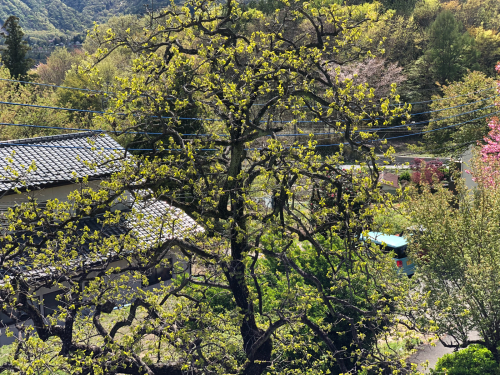 八重桜が満開です。柿の葉が芽を出すやわらかい葉が、とても、綺麗です。_d0338282_12551159.jpg