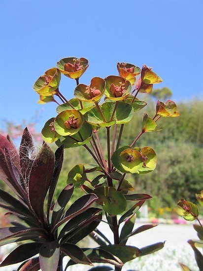 ユーフォルビア ブラックバード の んびり