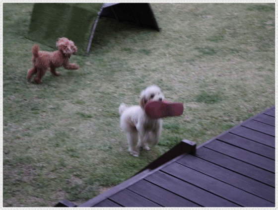 b0175688_00154648.gif