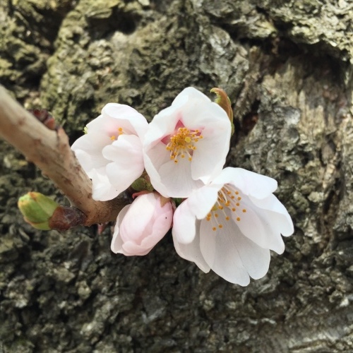 ほころび始めた桜を探す 宝さがし週間_a0134394_07011325.jpeg