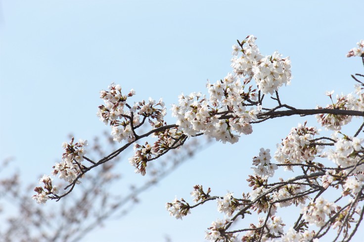 そういえば桜、見てました。_e0128396_12373090.jpg