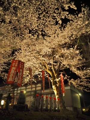 千手院「深淵のしだれ桜！」_c0336902_19525956.jpg