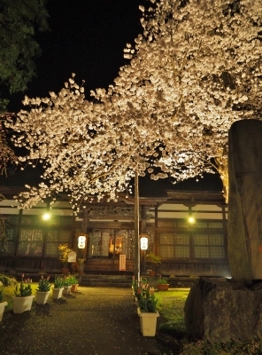 千手院「深淵のしだれ桜！」_c0336902_19530320.jpg