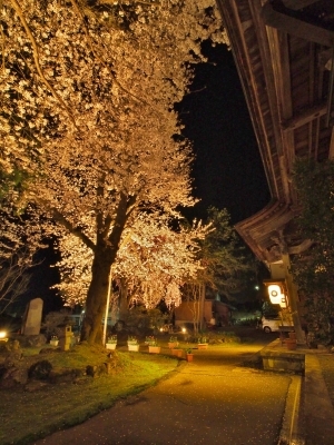 千手院「深淵のしだれ桜！」_c0336902_19531293.jpg