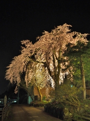 千手院「深淵のしだれ桜！」_c0336902_19531685.jpg