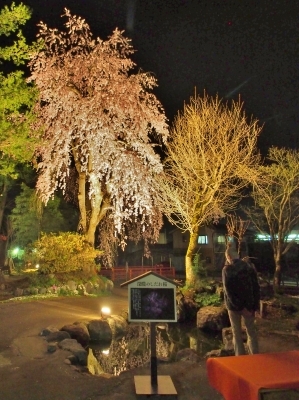 千手院「深淵のしだれ桜！」_c0336902_19532190.jpg