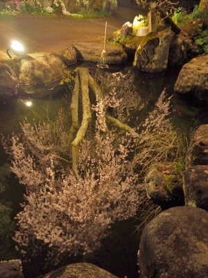 千手院「深淵のしだれ桜！」_c0336902_19544408.jpg