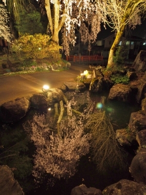 千手院「深淵のしだれ桜！」_c0336902_19544943.jpg