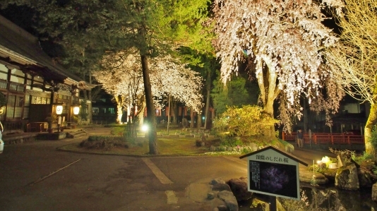 千手院「深淵のしだれ桜！」_c0336902_19545719.jpg