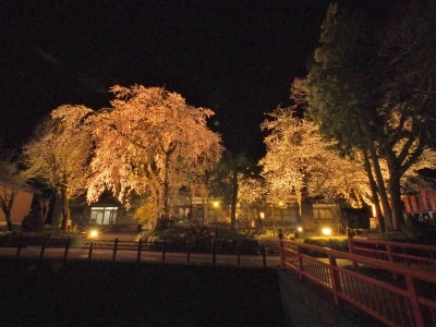 千手院「深淵のしだれ桜！」_c0336902_19550592.jpg