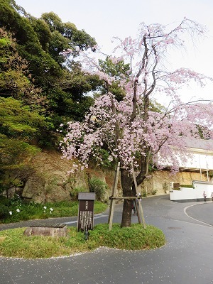 お七の井戸と太鼓橋(目黒史跡散歩⑤)_c0187004_11085290.jpg