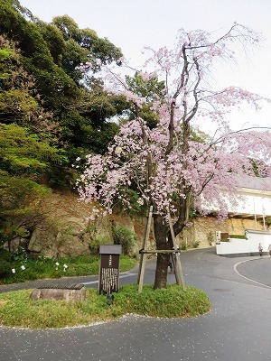 お七の井戸と太鼓橋（目黒史跡散歩⑤）_c0187004_11085290.jpg