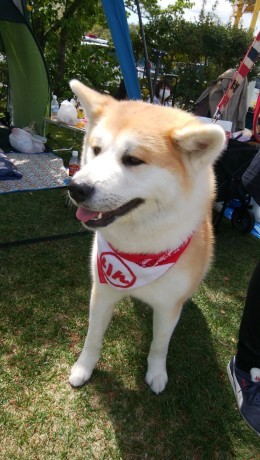 日本犬祭り！_b0285010_21320298.jpg