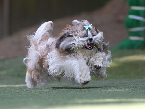 ドッグランフィールドで春の飛行犬撮影会_e0196319_21570697.jpg