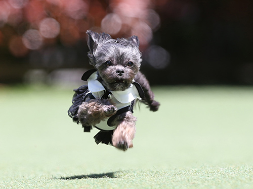 ドッグランフィールドで春の飛行犬撮影会_e0196319_21594572.jpg