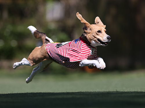 ドッグランフィールドで春の飛行犬撮影会_e0196319_22022157.jpg