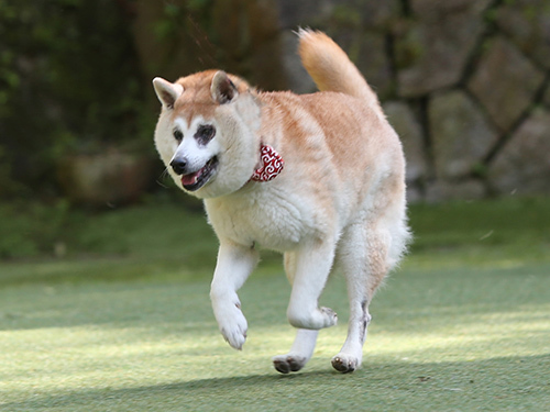 ドッグランフィールドで春の飛行犬撮影会_e0196319_22025098.jpg