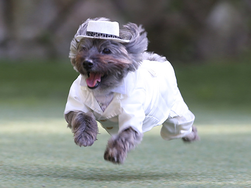 ドッグランフィールドで春の飛行犬撮影会_e0196319_22030354.jpg