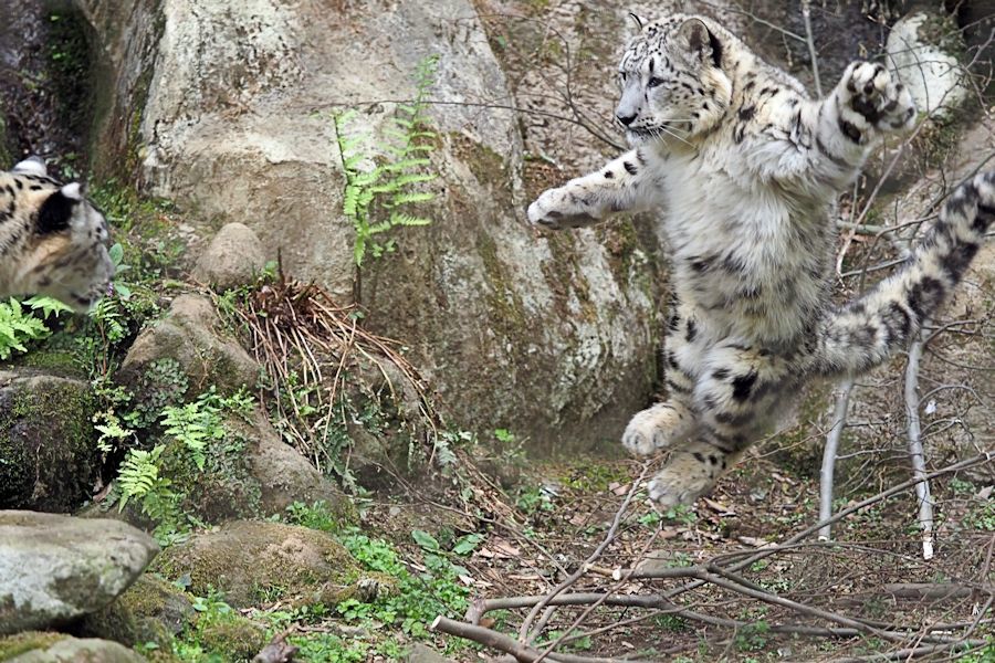 ユキヒョウ親子の狩りの訓練は続きます。_f0224624_09322320.jpg