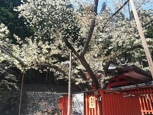 黄色い桜 鬱金桜 ウコンザクラ が咲きました 昇仙峡ロープウェイ スタッフ ブログ