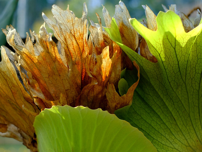 「しまね花の郷 （島根県花振興センター 花ふれあい公園）」_a0000029_16031792.jpg