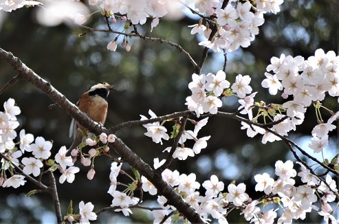 長者山のさぐら_c0299631_17005970.jpg