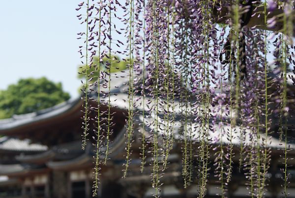 （名所）京都：宇治の平等院鳳凰堂_c0227134_00143940.jpg