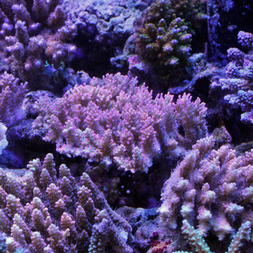 入荷情報~海水魚~_d0221436_18474514.jpg