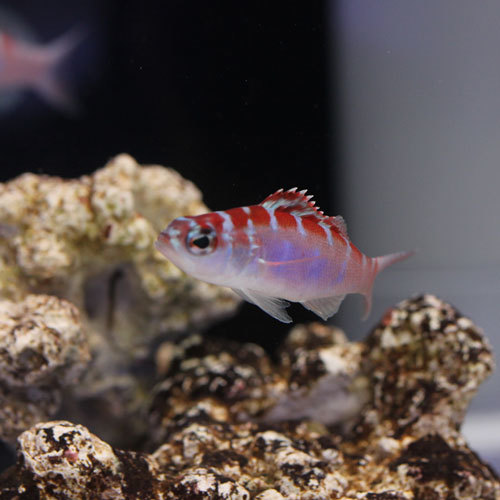 入荷情報~海水魚~_d0221436_18482273.jpg