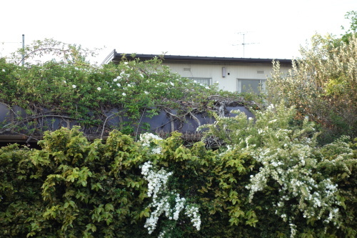f0375039_07140480.jpeg