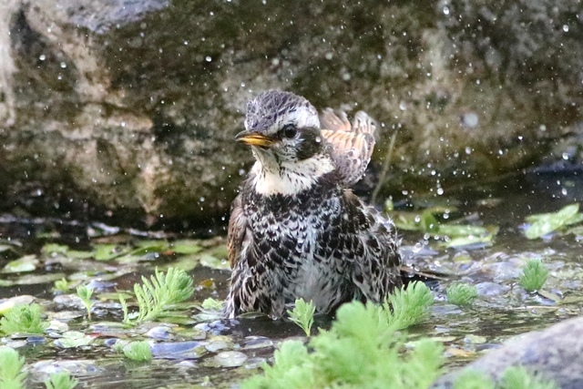 ツグミの水浴び　など_b0363649_00214708.jpg