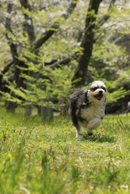 c0145250_10514245.gif