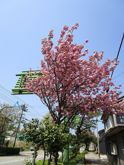 国道沿いの八重桜が綺麗_c0327752_15205414.jpg