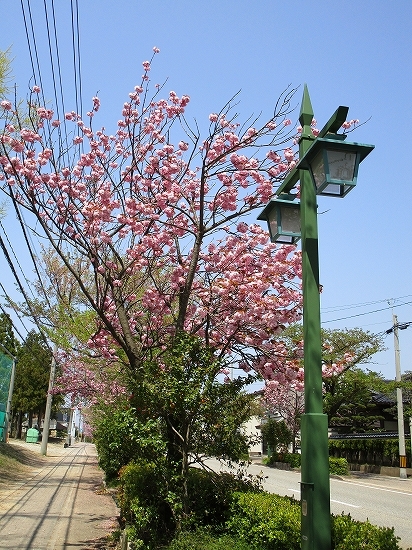 国道沿いの八重桜が綺麗_c0327752_15220180.jpg