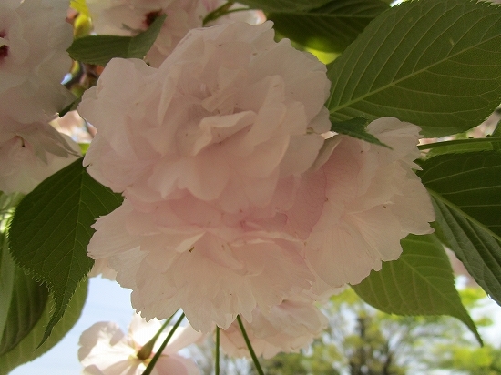 c0327752_15241221.jpg