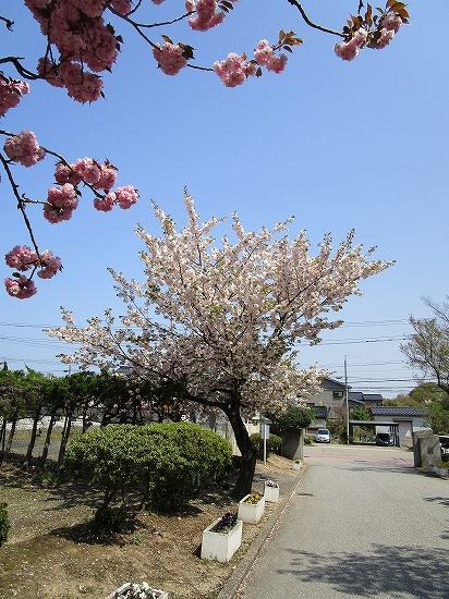 国道沿いの八重桜が綺麗_c0327752_15244747.jpg